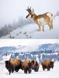 Lazy Guide to Visiting Yellowstone in Winter