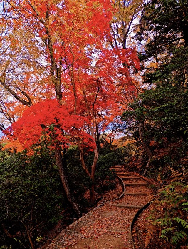 奈良若草山，令人心動的落葉。。