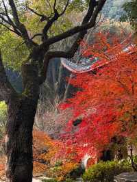 一份永福禪寺的旅遊攻略