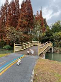 成都水杉紅了，很多人不知道這個寶藏公園