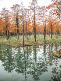 青西郊野公園池杉棧道