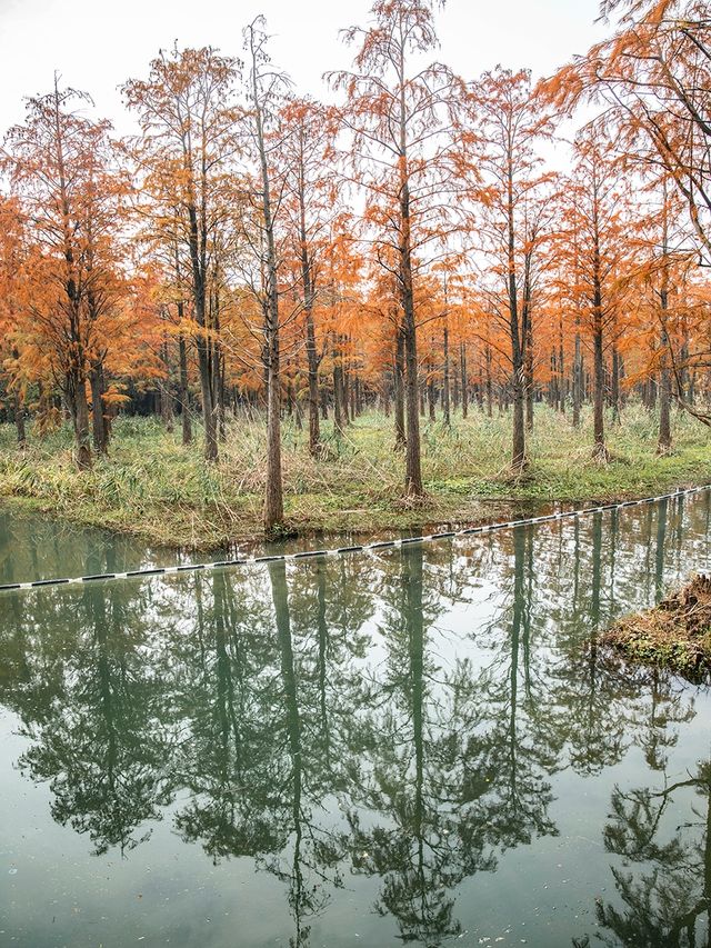 青西郊野公園池杉棧道