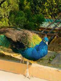 冬季反向遊 | 附上海野生動物園互動遊玩攻略