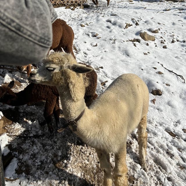 Meeting the Alpacas in Korea.