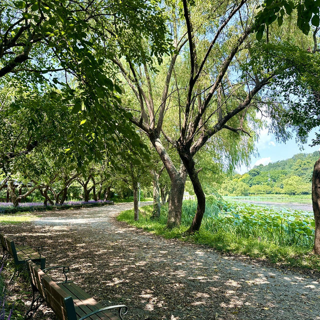 보랏빛 맥문동과 함께 산책할 수 있는 호수공원