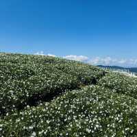 "Chiang Mai's flower farms: a feast for the eyes and a balm for the soul. Nature at its finest!