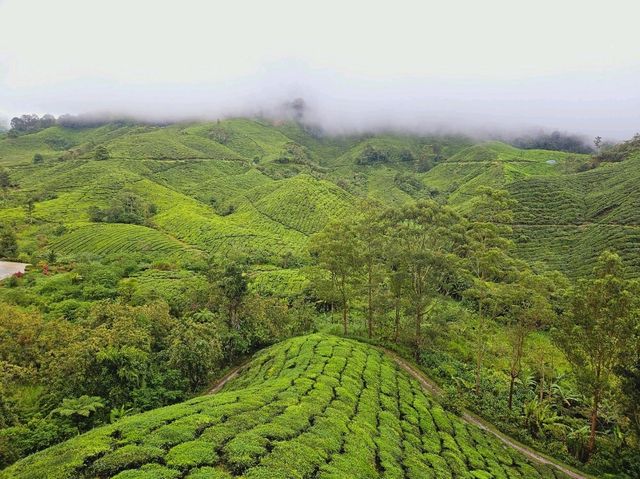 A lush green Tea Farms at Cameron Highlands, Sungai Palas by BOH