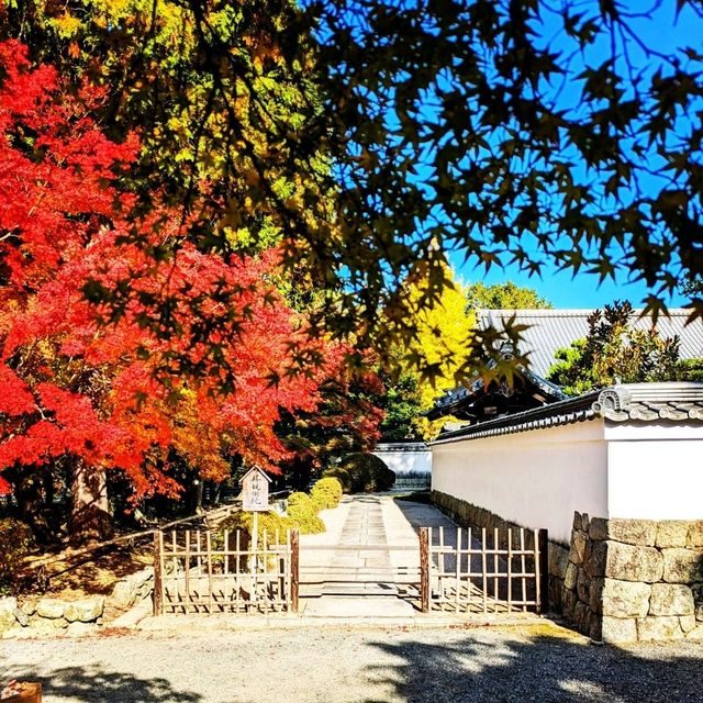 【京都紅葉】見頃を迎えた京都の紅葉 南禅寺