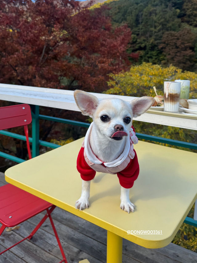 강아지와 함께 방문한 단풍명소 주리485