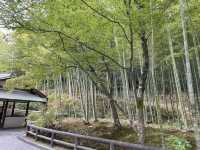 京都　渡月橋と竹林