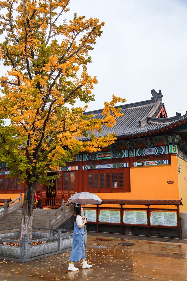 太哇塞了吧青島這個濕地公園藏著一家寺廟