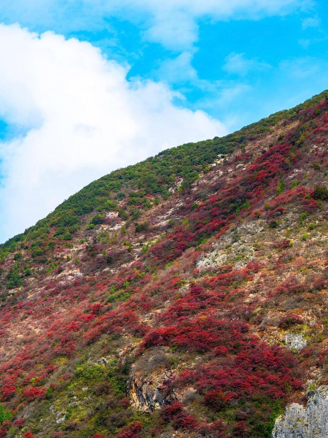 巫山紅葉正當時，烤魚戀橙等你來~。