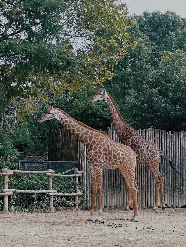 去了十次上海野生動物園的心得攻略。