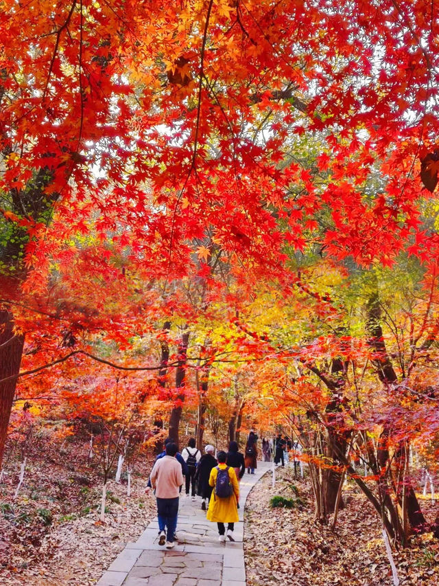 12月的棲霞山楓葉已經紅透了快衝