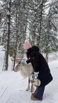 亞力布雪鄉旅遊攻略