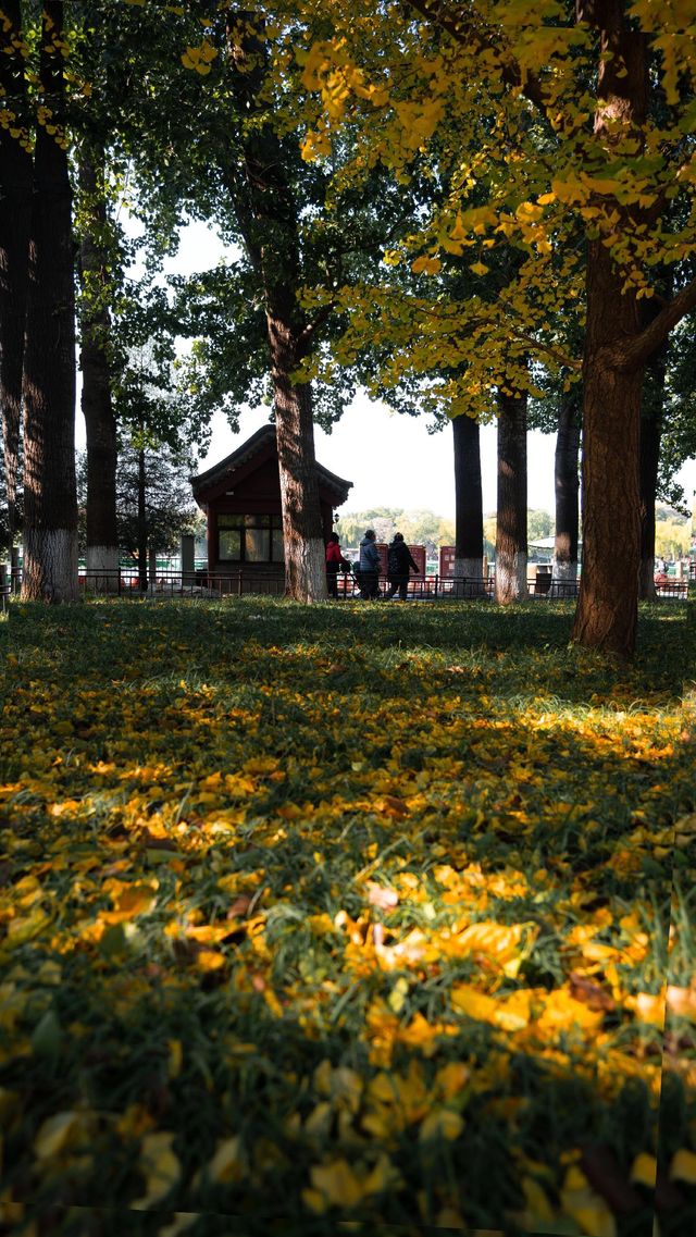 分享一下秋天時候的北海公園。錯過了等明年吧。