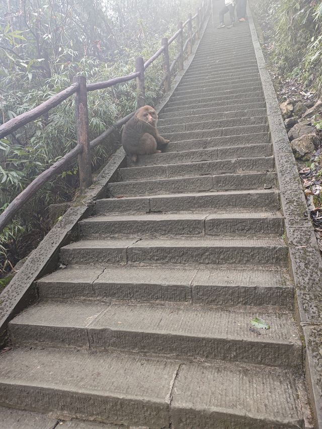 漫遊峨眉中山區：寺與猴皆是峨眉