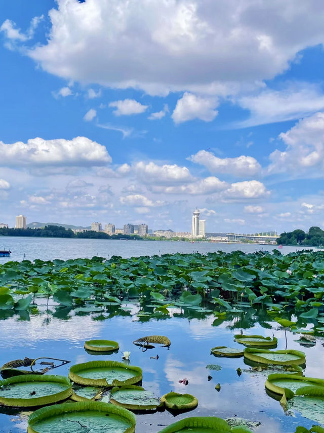 南京玄武湖：水與城市的詩篇