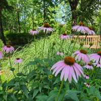 Fields of summer flowers at Seoul Forest