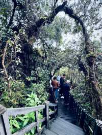 Magical Picturesque Mossy Forest 🌳