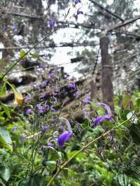 Admiring Colourful Flowers at Botanic Garden