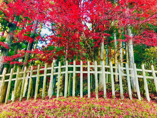 Mount Koya emerges as a sacred sanctuary 🇯🇵