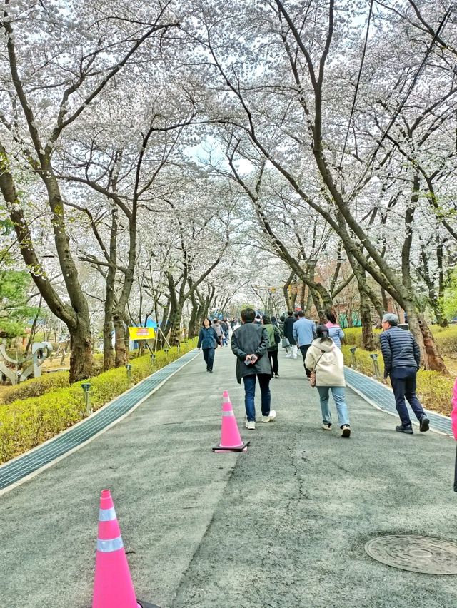 Where to see cherry blossom 🌸 outside of Seoul