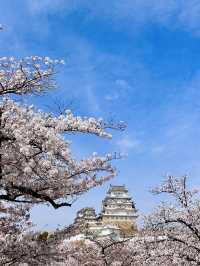 世界遺産姫路城！桜とのコラボレーションは絶景✨