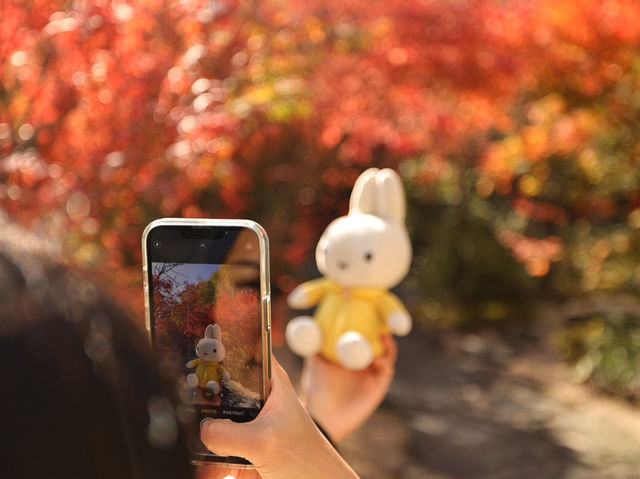 [四國]大文豪最愛的紅葉咖啡廳