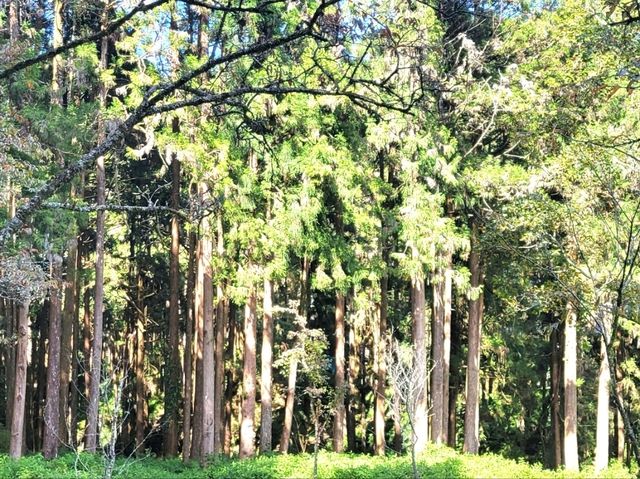 嘉義｜阿里山國家森林遊樂區