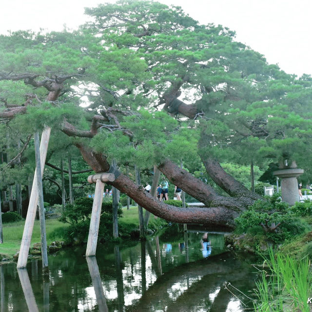 【北陸】日本の三大名園のひとつ「兼六園」で和を感じる