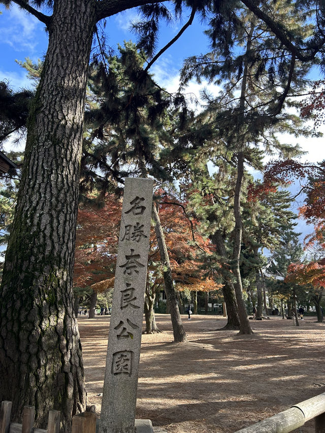 【奈良】風情ある道を散歩♡まだ紅葉みれた！