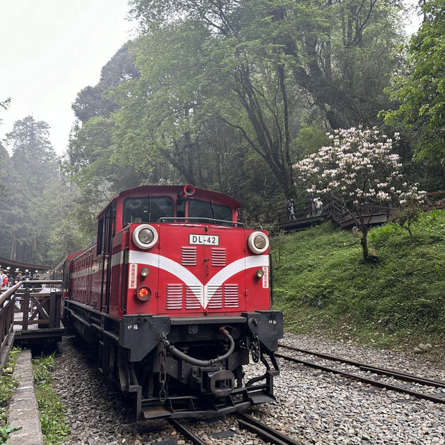 Alishan’s Cherry Blossom (Taiwan)