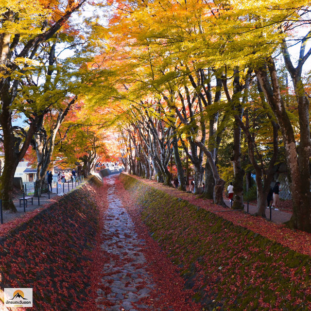 Momiji Kairo Kawaguchiko 