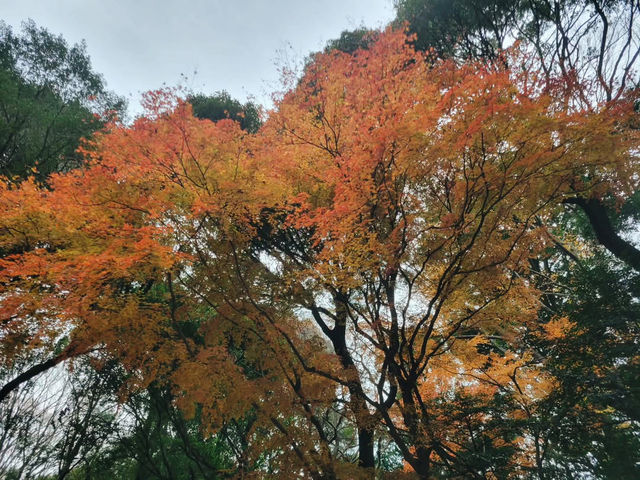 Embrace the Sacred Calm of Meiji Jingu