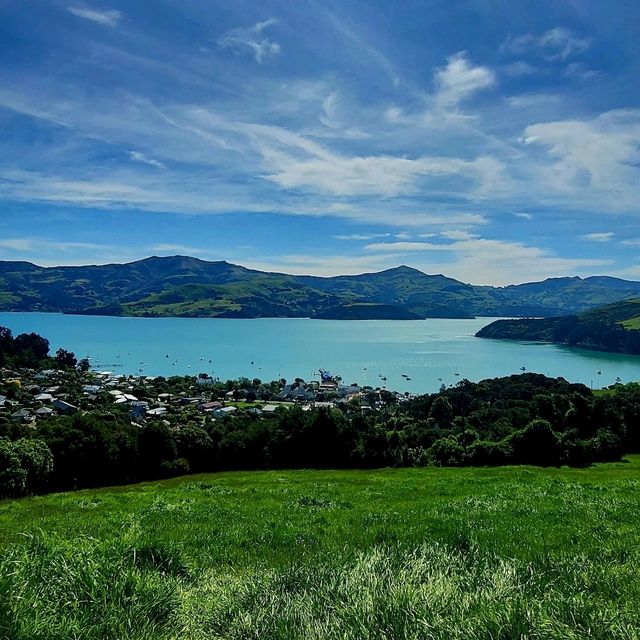 Akaroa Tour