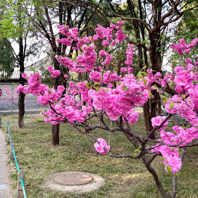 Lama Temple in Beijing with pink blossoms 🌺