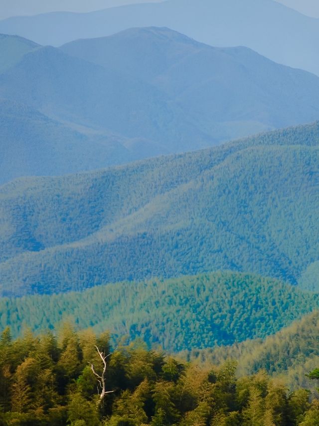 莫干山旅行 | 和森林來一場近距離約會。