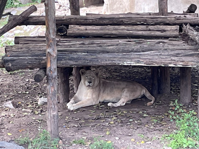 中國開放最早的動物園——北京動物園