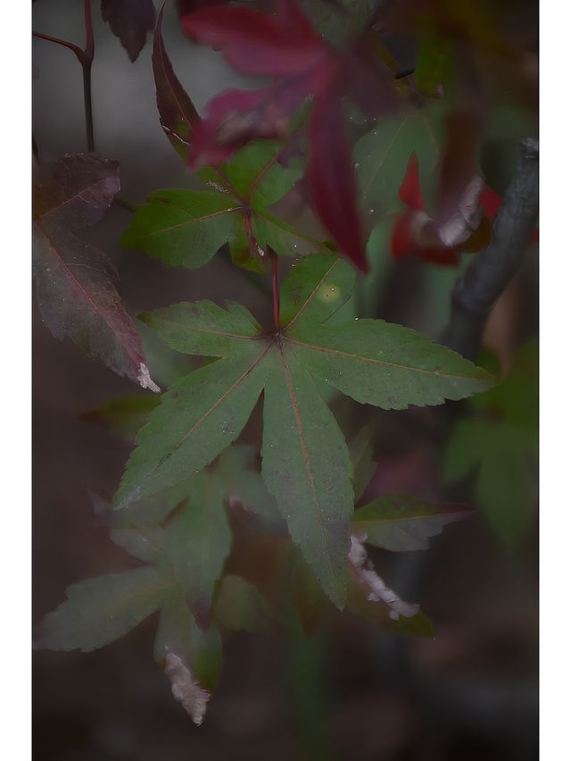 廈門蘑菇嶺到底是什麼神仙寶藏啊