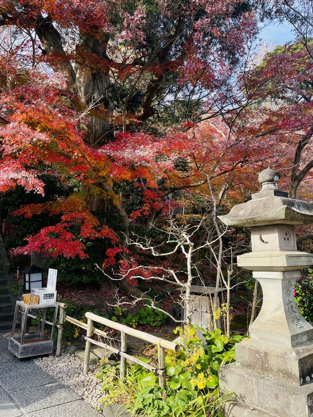 日本·神奈川鎌倉