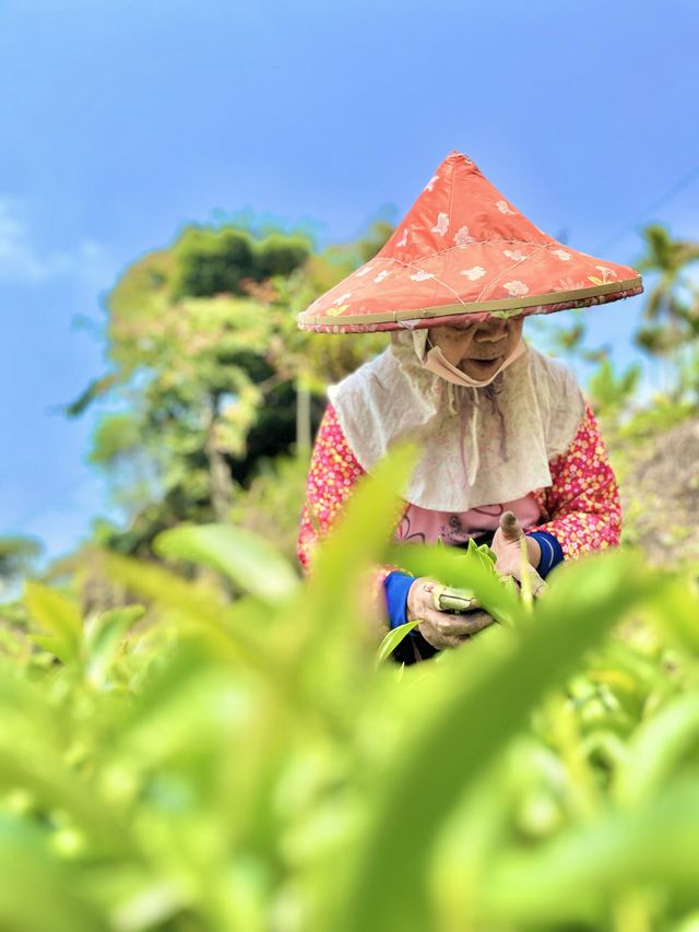 阿里山茶園遊記