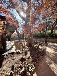 🇰🇷慶洲✈️世界文化遺產「佛國寺불국사」🍁