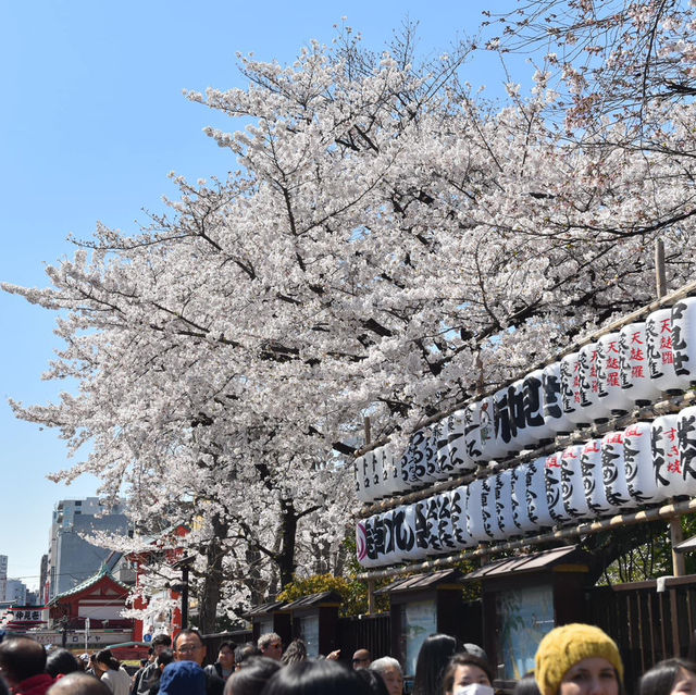 Sakura in Love Tokyo