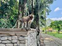 Immersed in Nature at Sangeh Monkey Forest