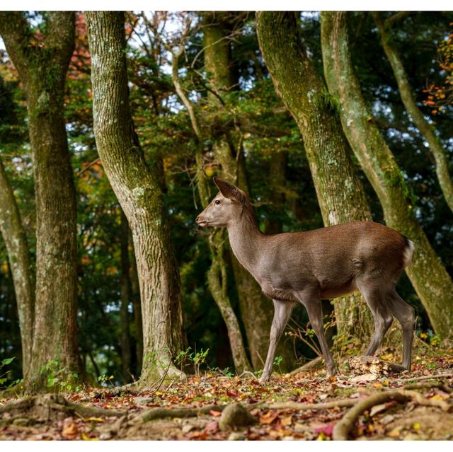 Exploring Nara’s Wild Side