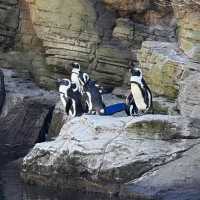 紐約水族館：探索海洋生物的奇妙世界