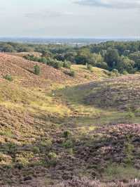 Heather is in Full Bloom at The Veluwe