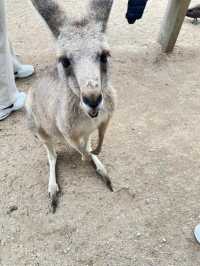 野生動物奇遇記，Pearcedale月光之旅野生動物保護園