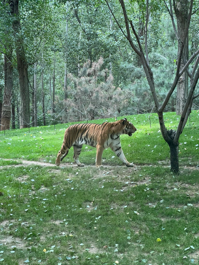 北京動物園